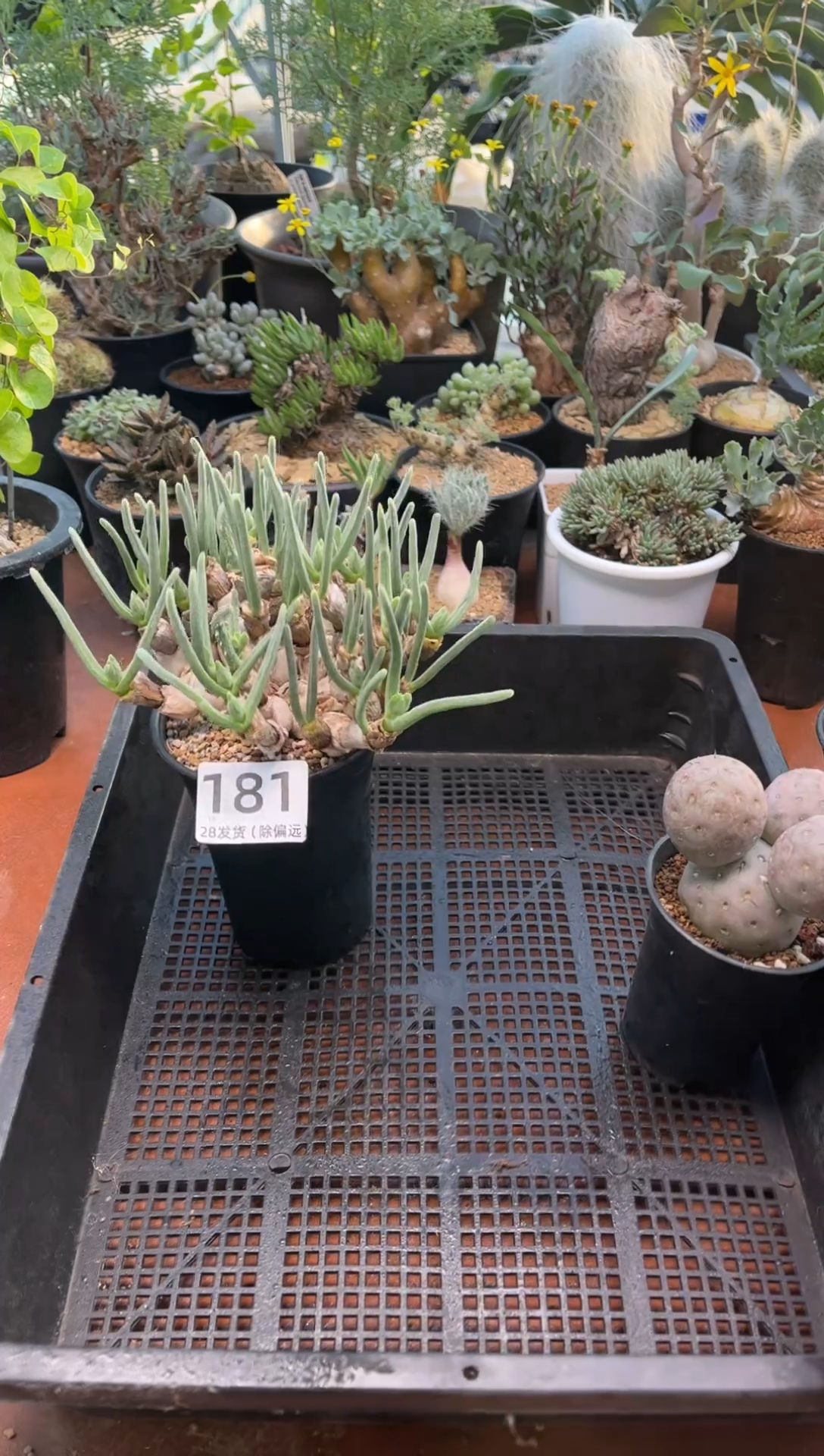 花**8花间专拍碧光环兔斯基带盆