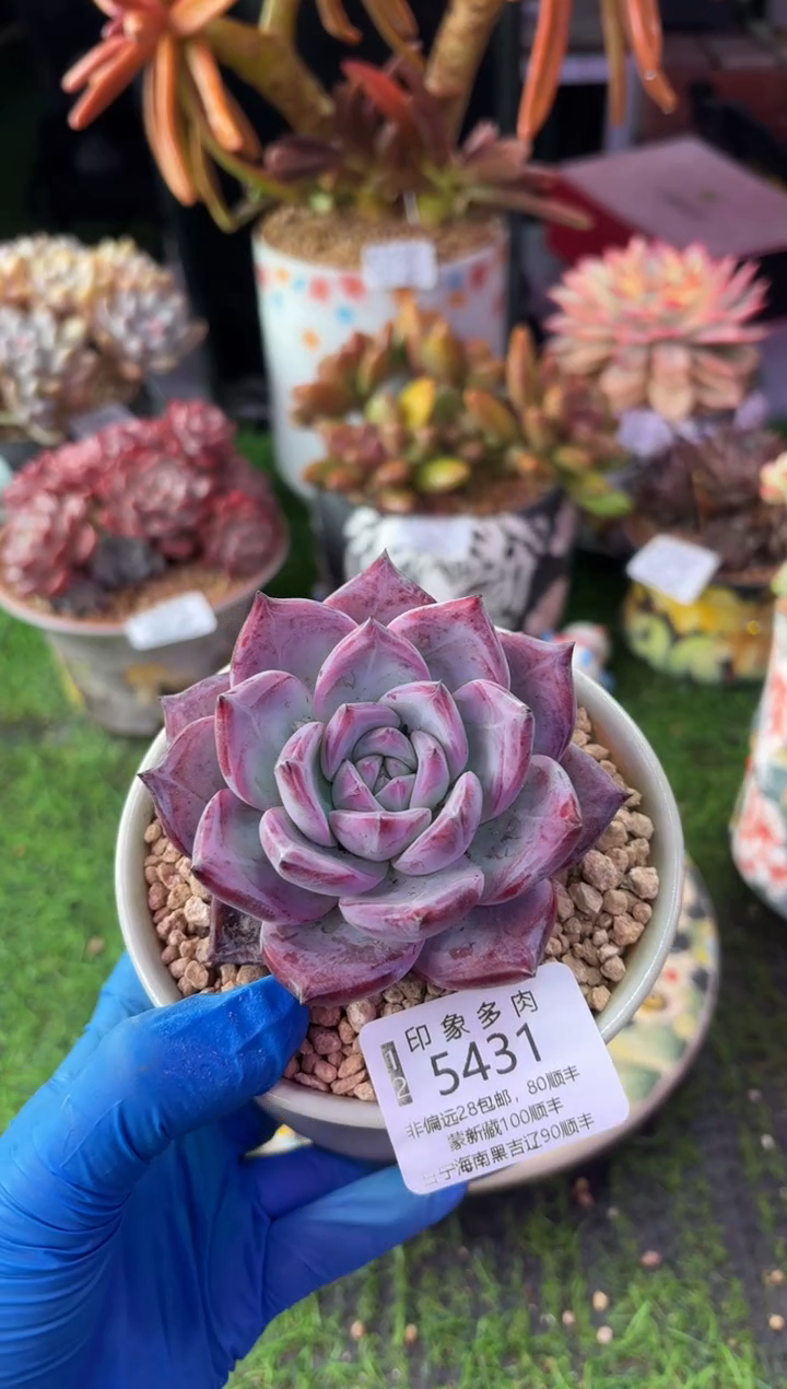 昆明印象多肉5431