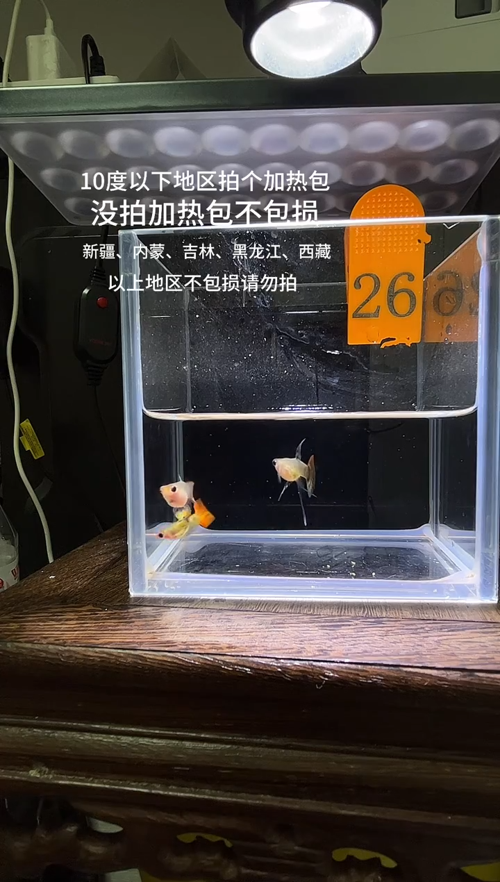 孔雀鱼虎斑玻璃猫c编号26