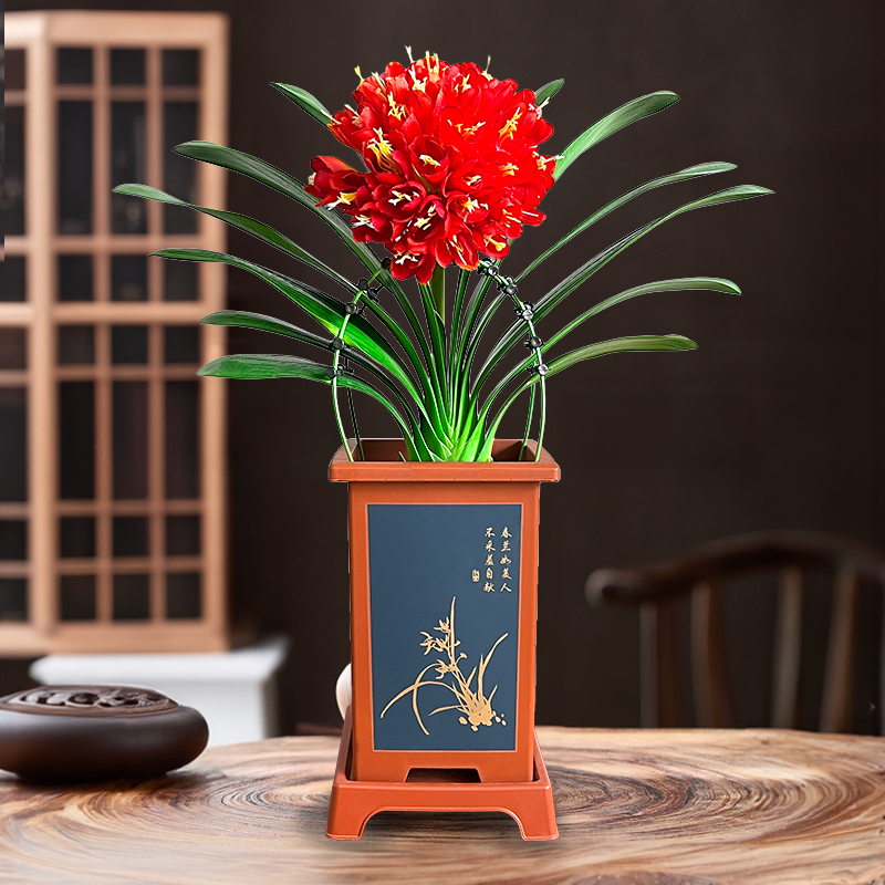 【圆头和尚 5年君子兰 精品A货带盆带土】室内高档盆栽花卉四季常青