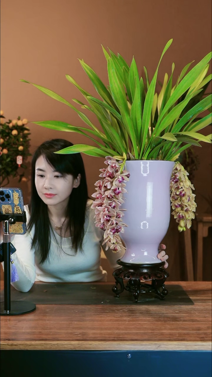 【闪购商品】盆景粉宝石 粉