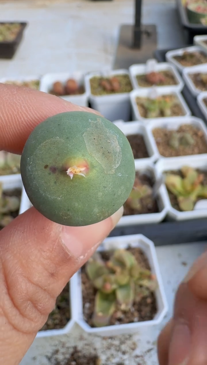 【闪购商品】8--49