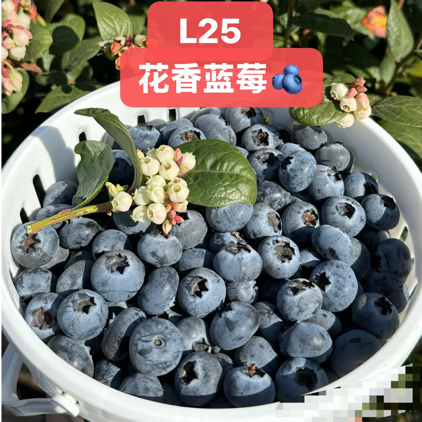 L25蓝莓原桶装【顺丰明天到】云南花香蓝莓露天当季鲜果现摘现发..云南省