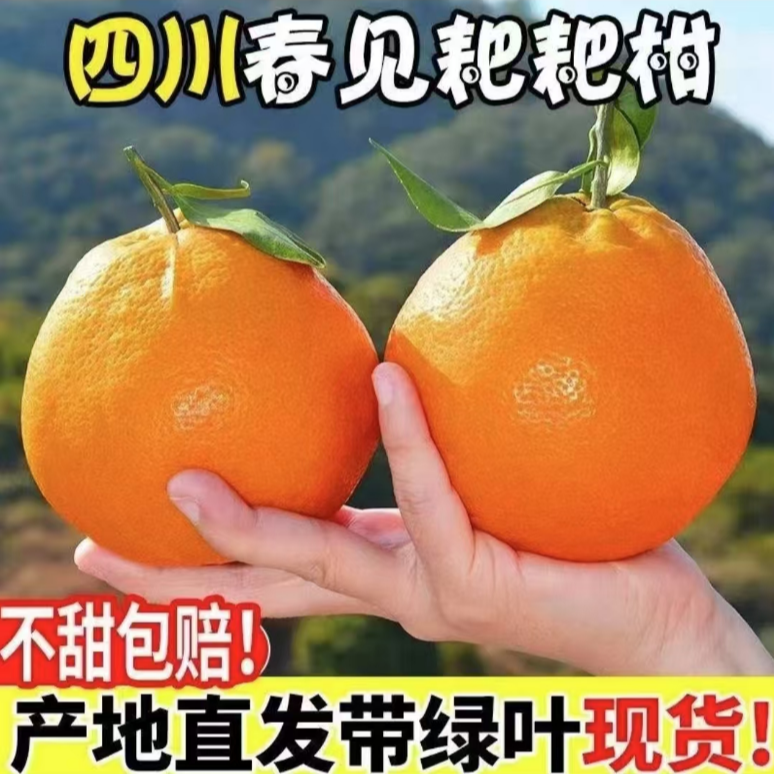 （新鲜水果）正宗四川春见耙耙柑粑粑柑橘当季杷杷柑现摘新鲜水果