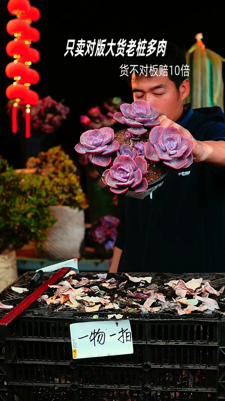 【闪购商品】69号尘埃玫瑰