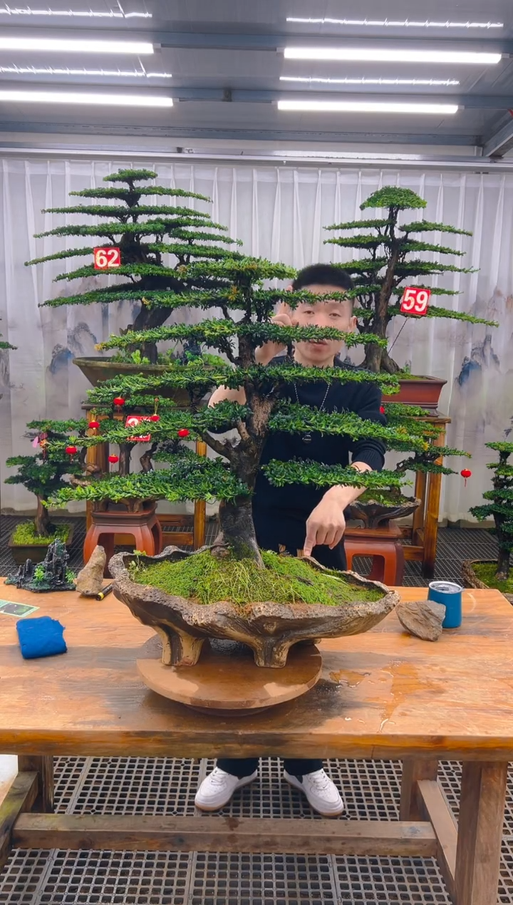 无花朵秋**寒精品盆景直播间一物一拍