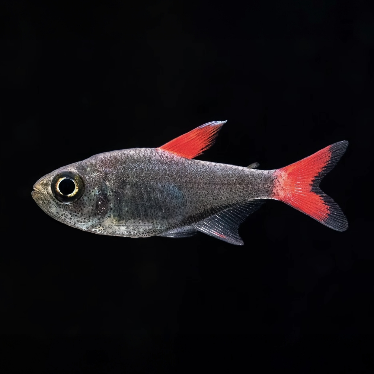 【灰太狼】 灯科鱼观赏鱼热带鱼