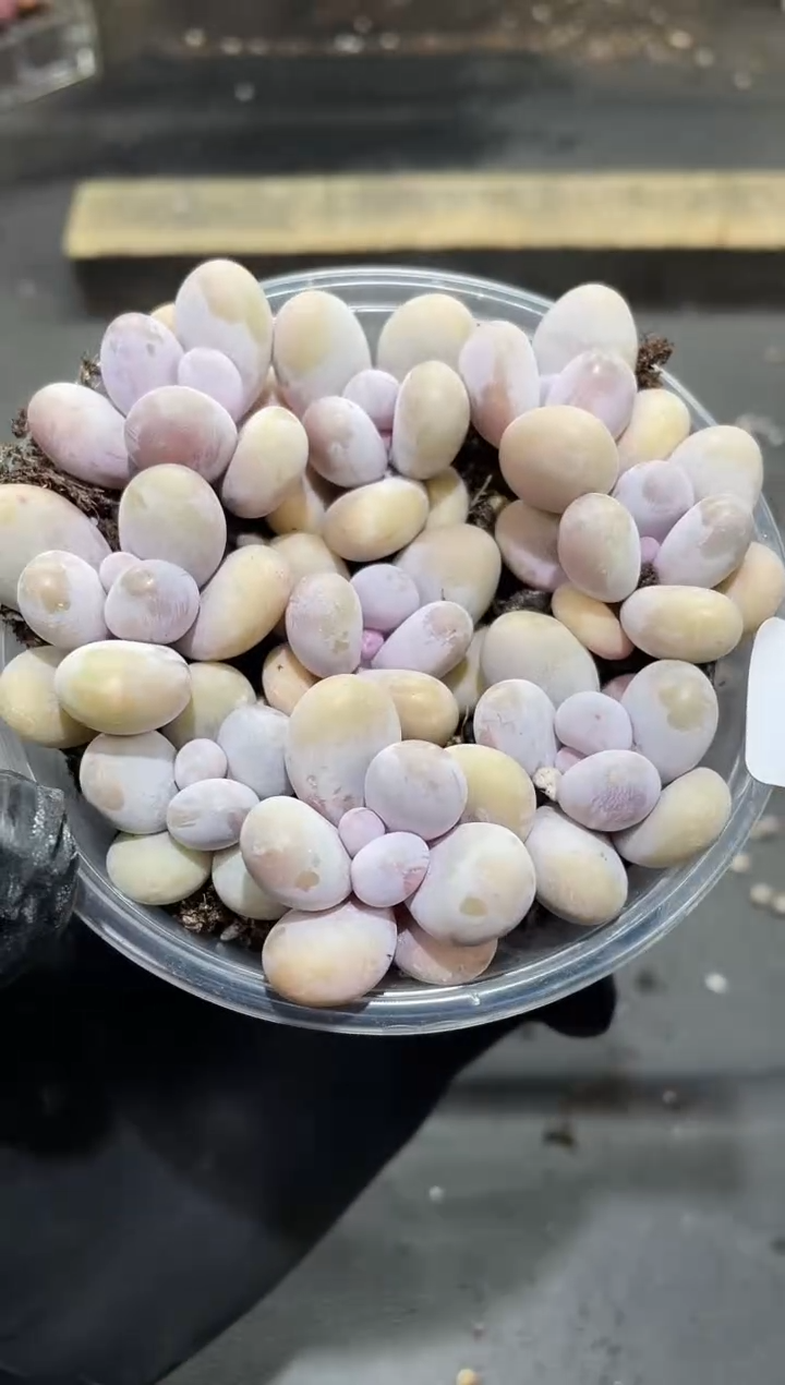 002胭脂奶      量拍9颗