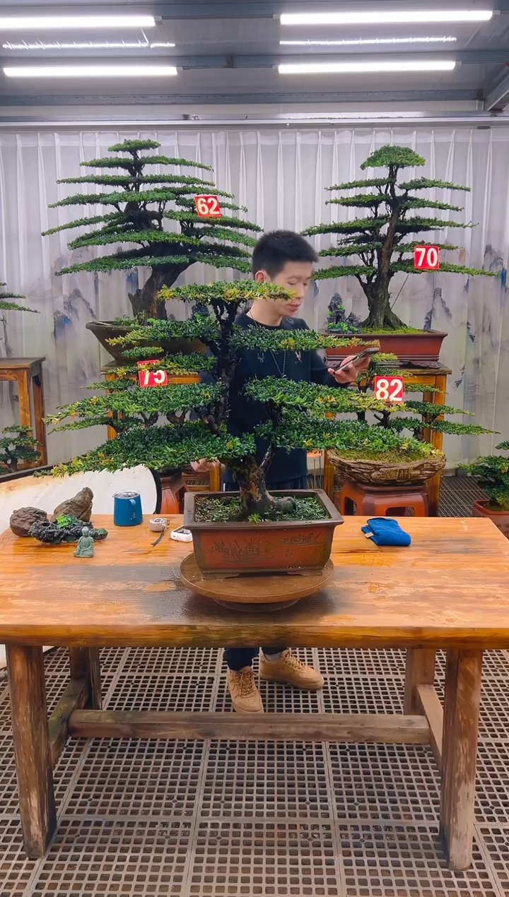 无花朵精品盆景直播间一物一拍