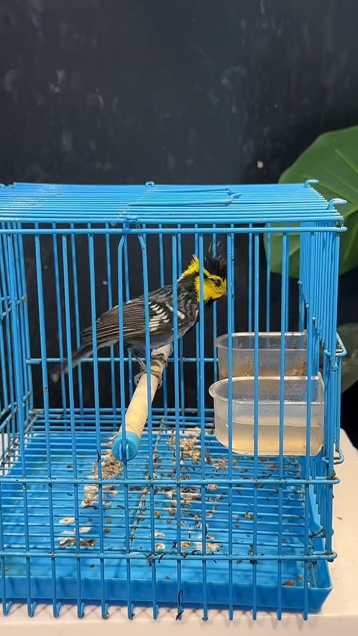 虎皮鹦鹉16号  黄颊 养笼1元起拍