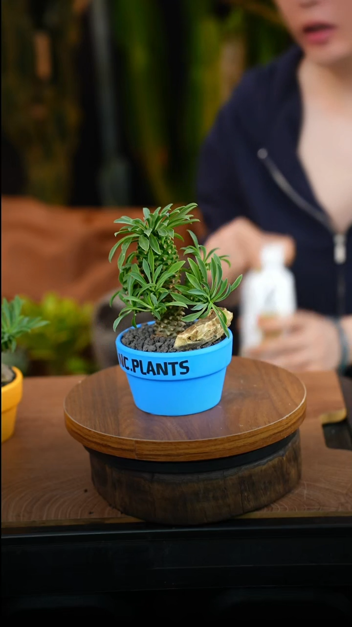 无花朵蓝菠萝（一物一拍乐乐
