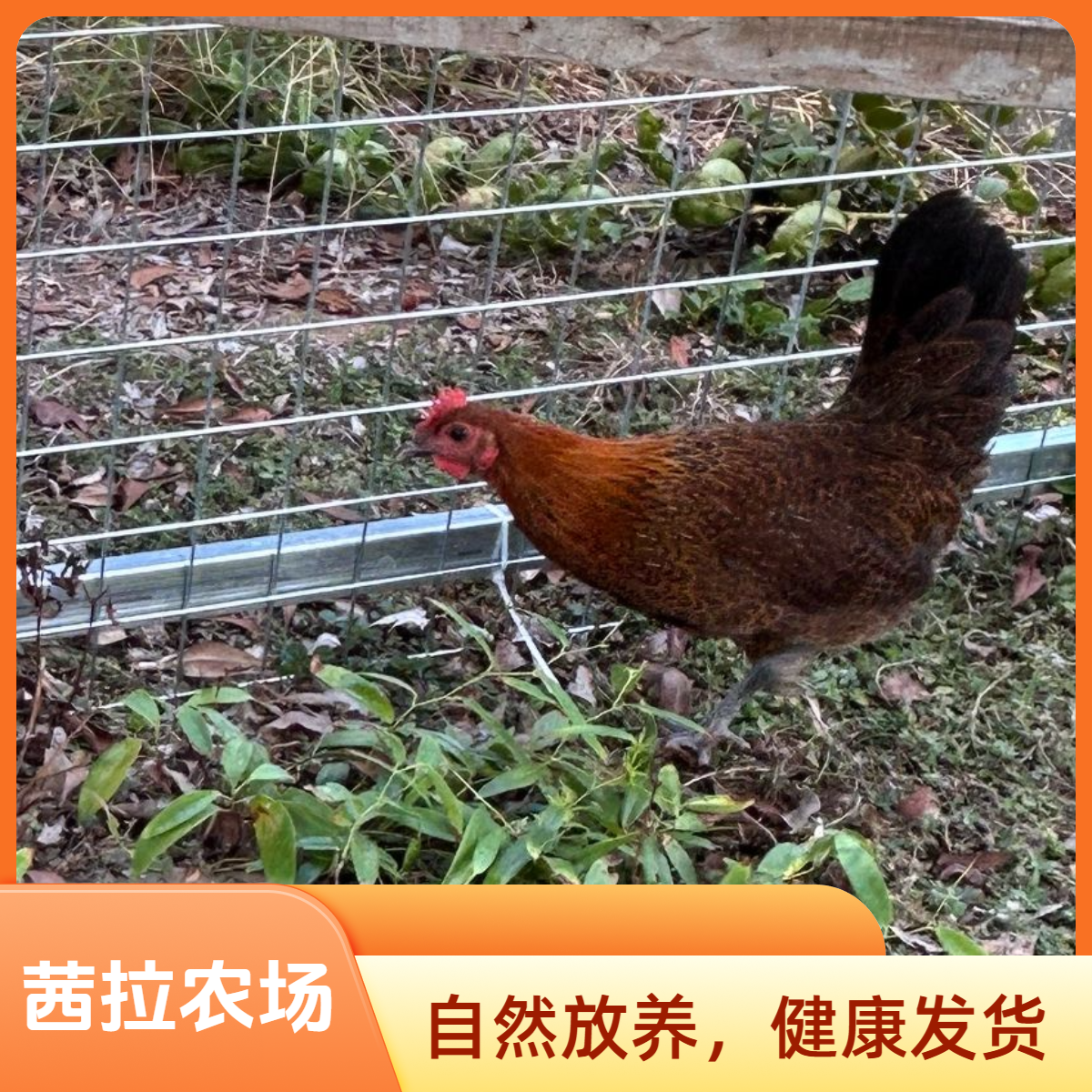原系麻鸡宠物鸡庭院观赏高产蛋