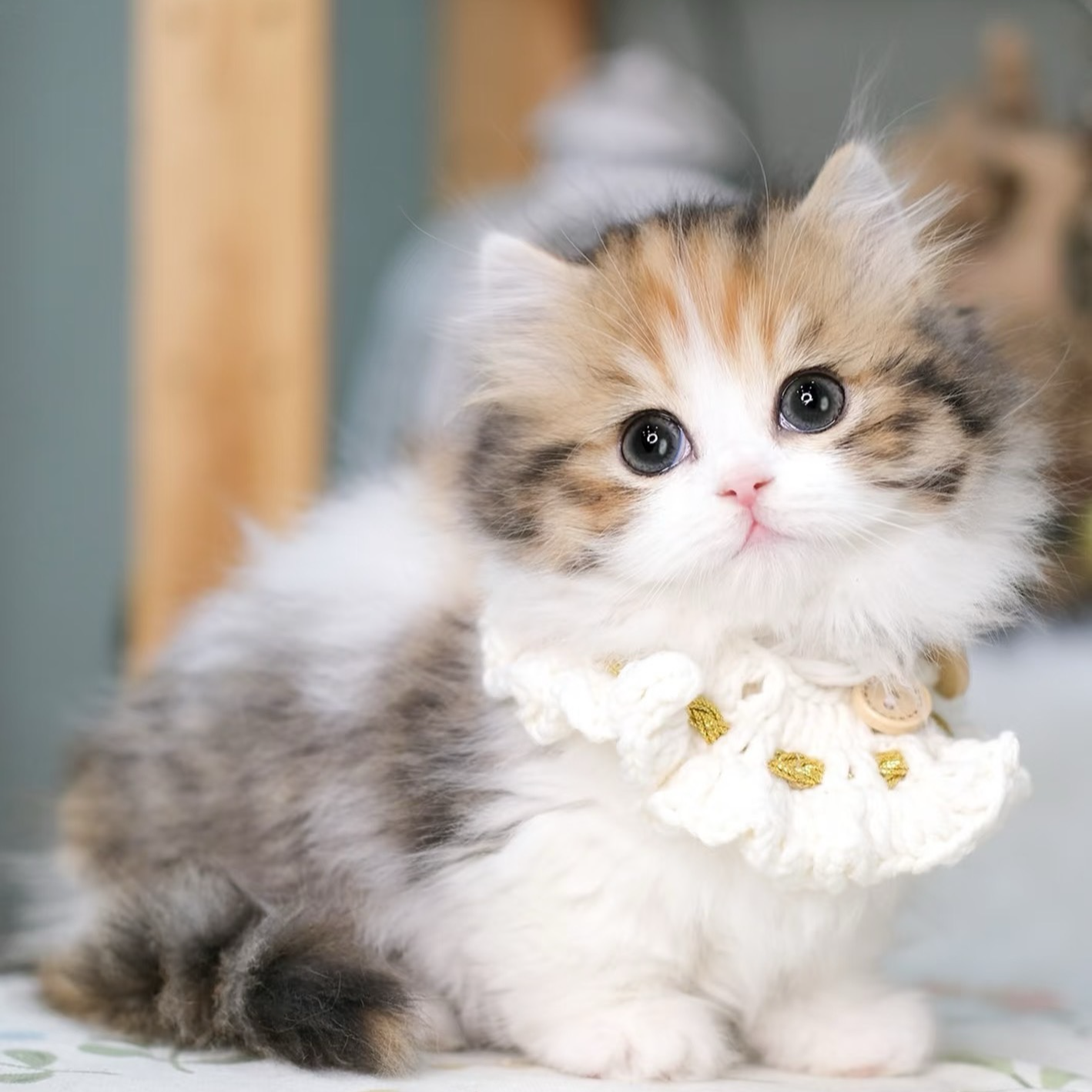 【A陈陈-猫咪】银渐层、布偶、金渐层、起司、矮脚、三花、蓝猫、暹罗、缅因