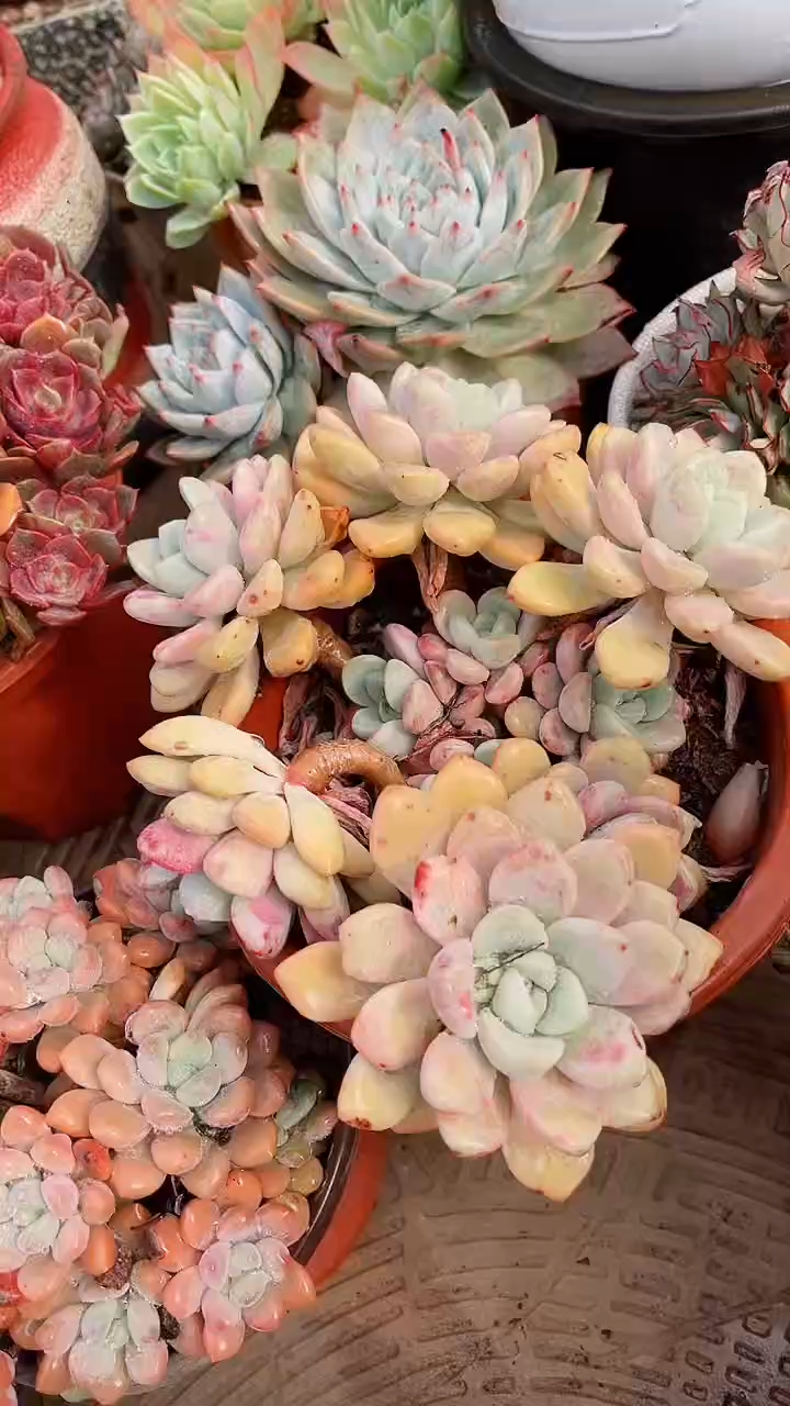 【闪购商品】16240