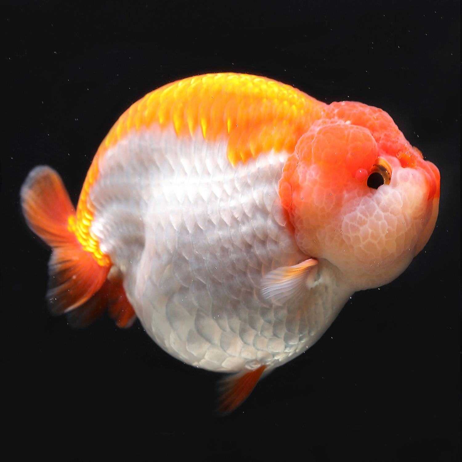 3号链接，丫丫兰寿精品兰寿10-100