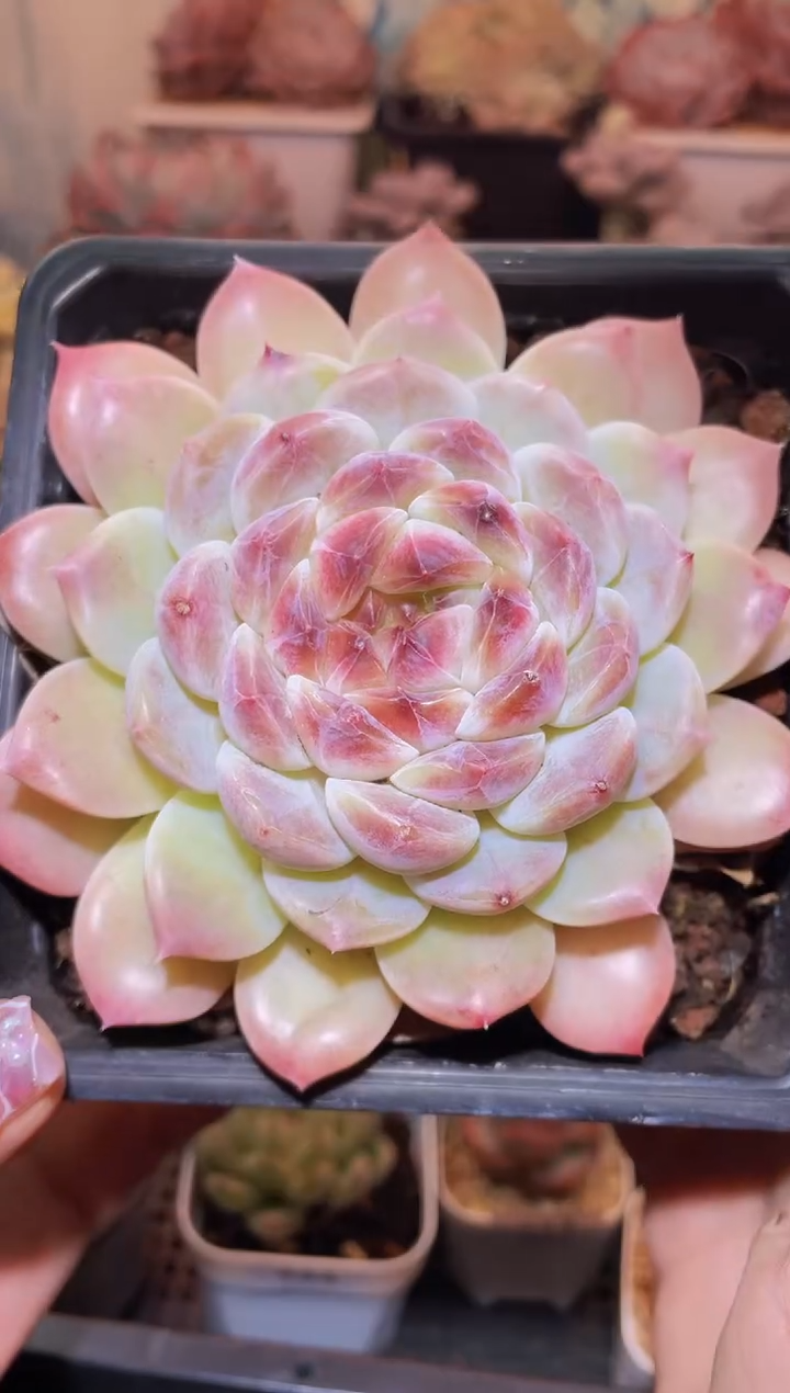 【闪购商品】448小白兔超级冰魄