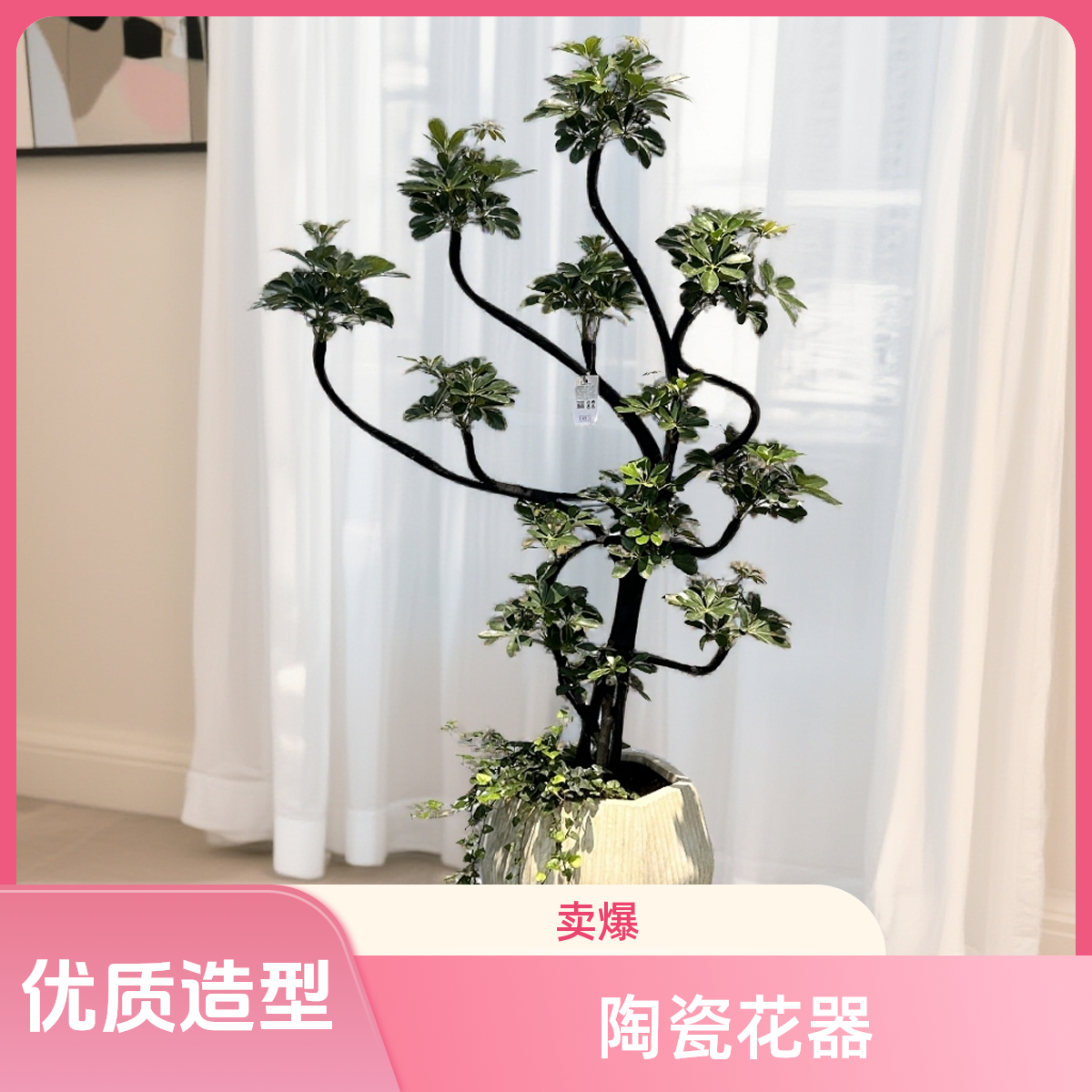 造型鸭脚木绿植盆栽