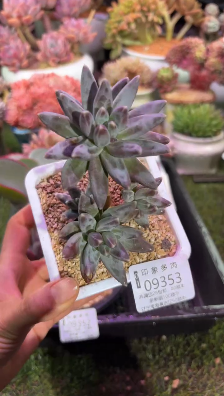 【闪购商品】09353