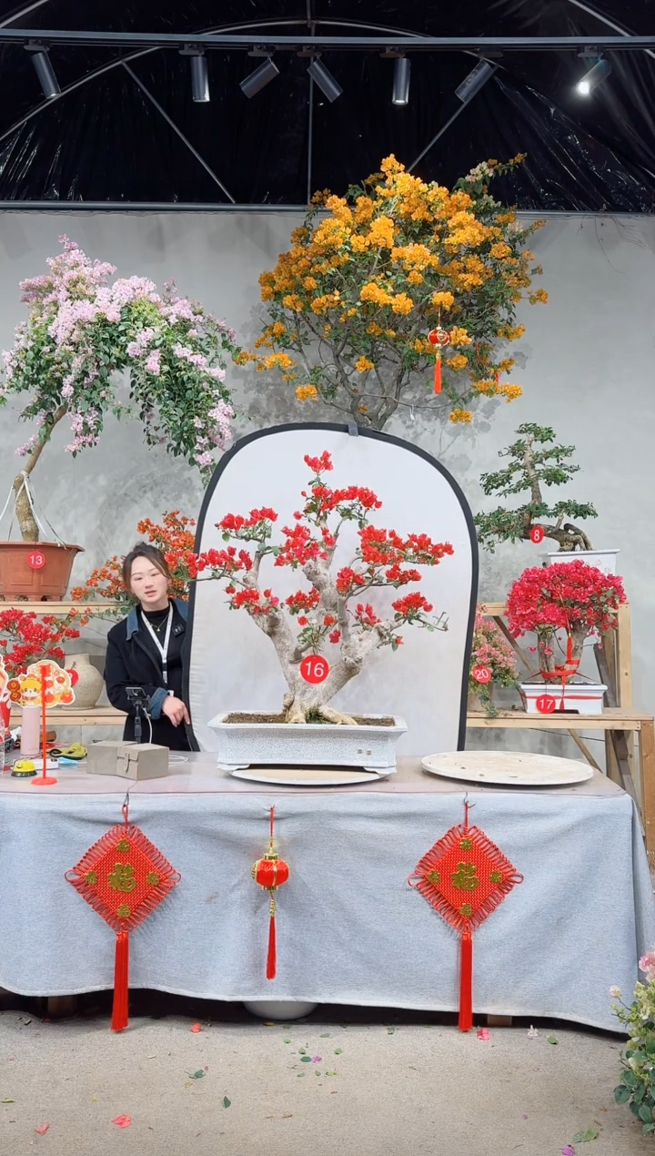 【闪购商品】盆景四季同安红