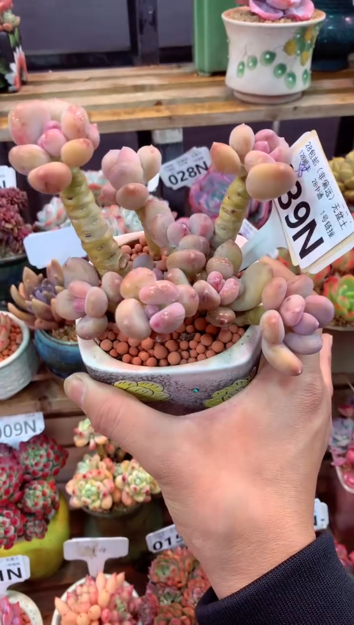 039N（一物一拍，精品多肉，所见即所得 ）