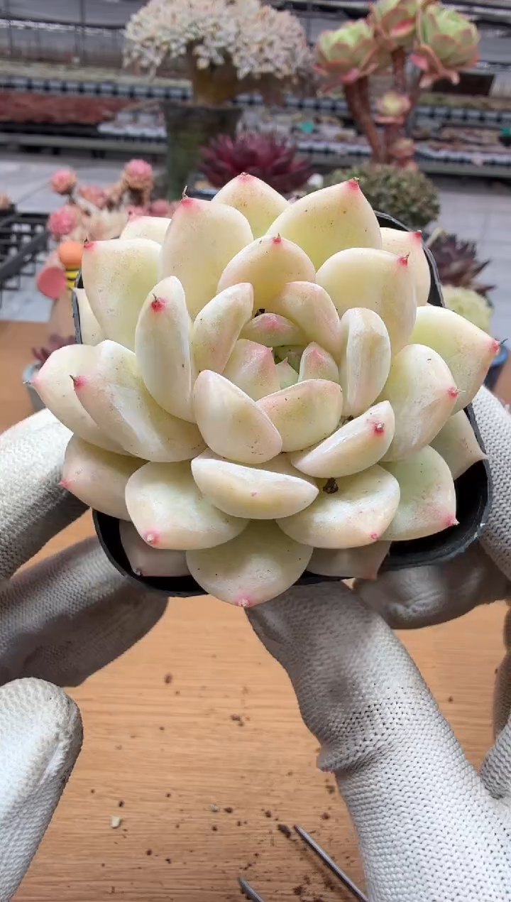 东云多肉园二店-234