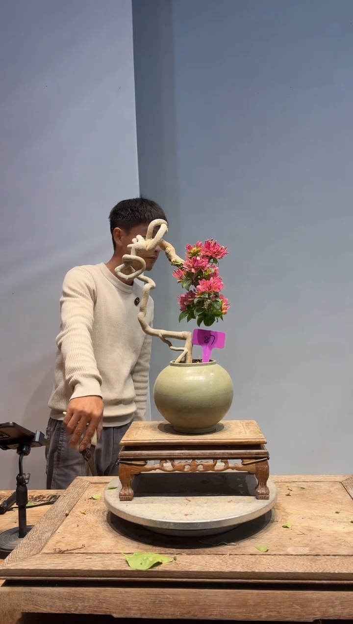 以实际为准致三角梅87