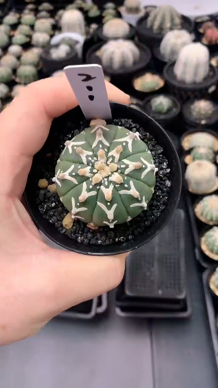 【闪购商品】实生根星兜编码211