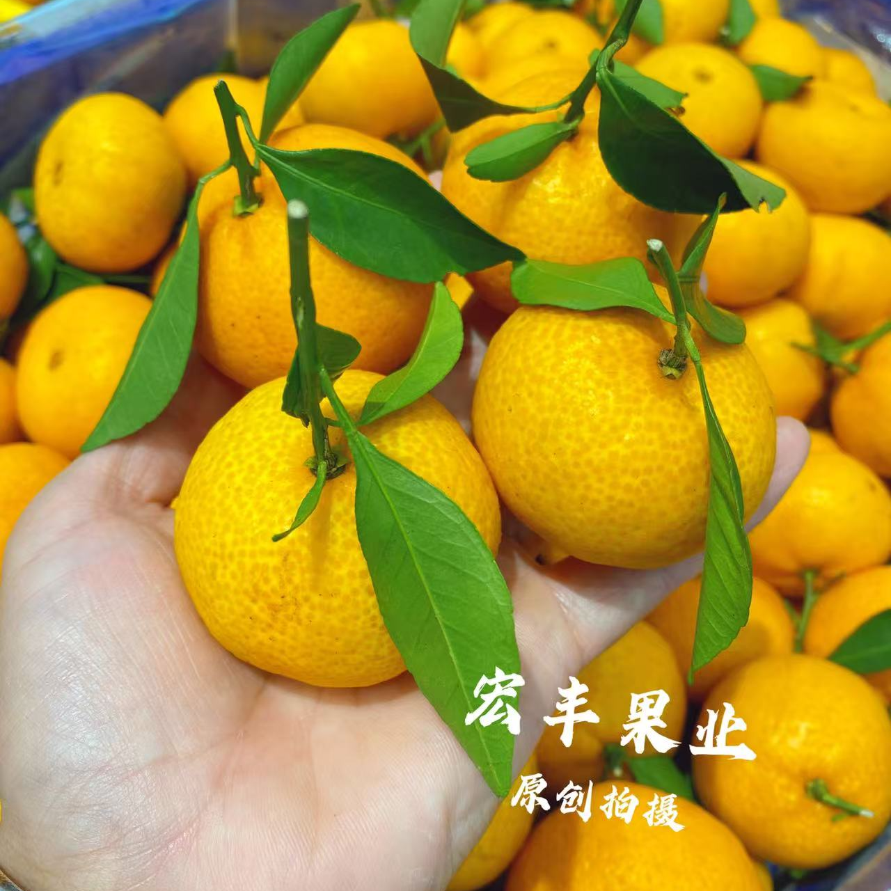 广西 沙糖橘桔2斤装广西壮族自治区