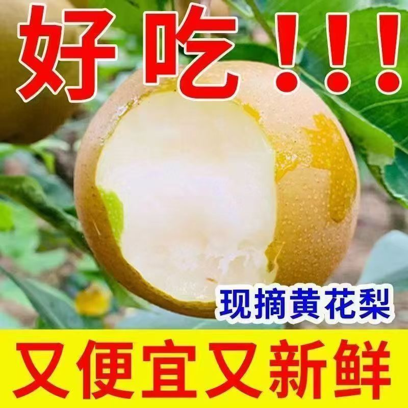 现摘秋月梨新鲜当季水果秋月梨子黄皮沙梨整箱多汁皇冠梨砀山梨子