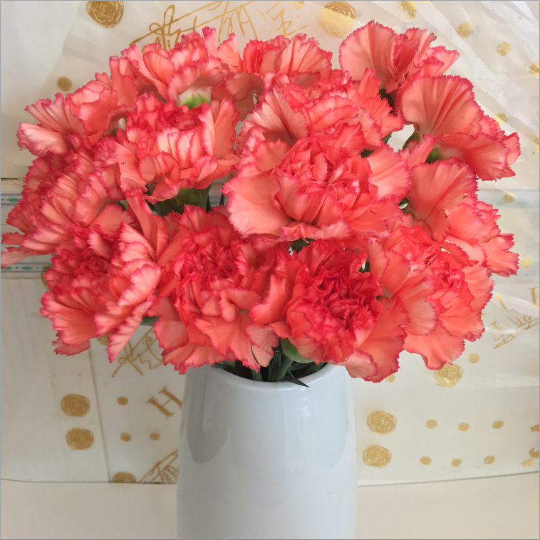 【单头康火焰】康乃馨云南昆明基地直发家用水养花新鲜鲜花家用鲜花