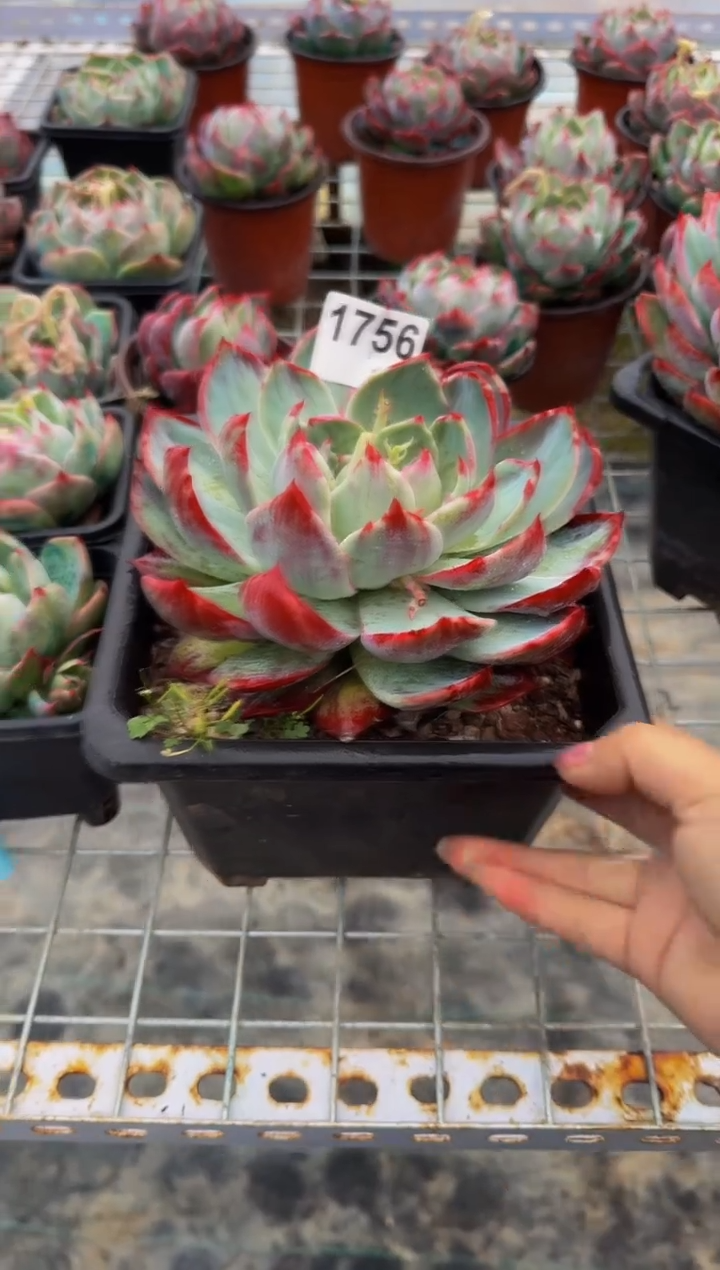 【闪购商品】1756惊鸿仙子（裸根）