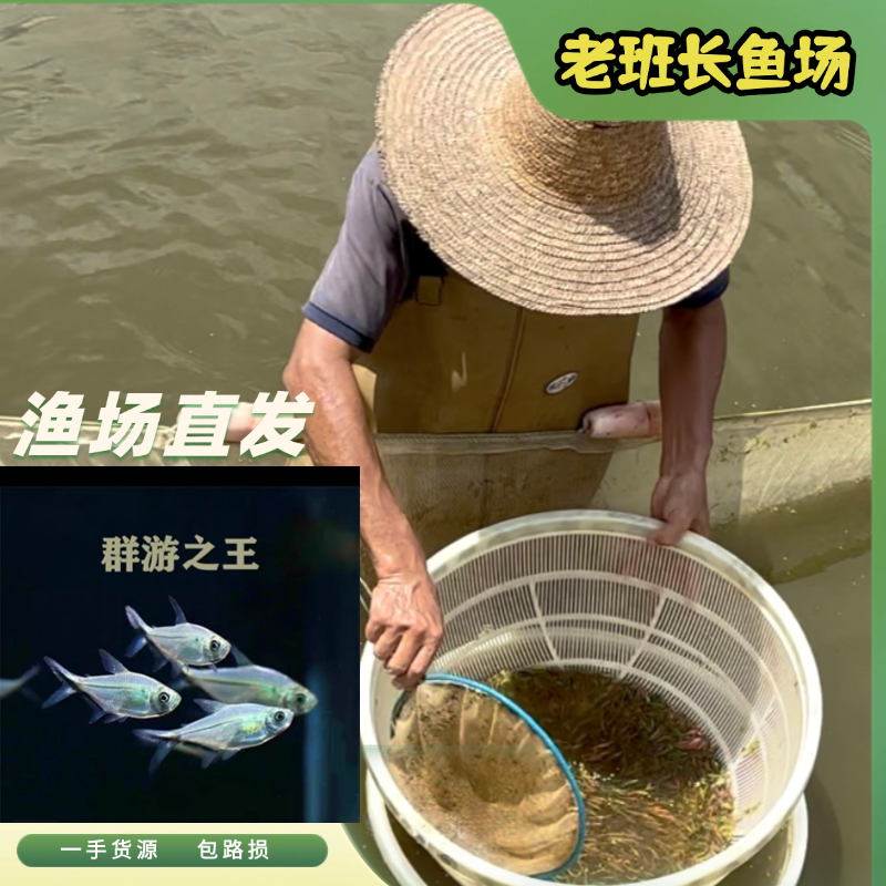 【黑尾大勾】黑尾大勾群游观赏鱼热带小型鱼淡水好养渔场直发