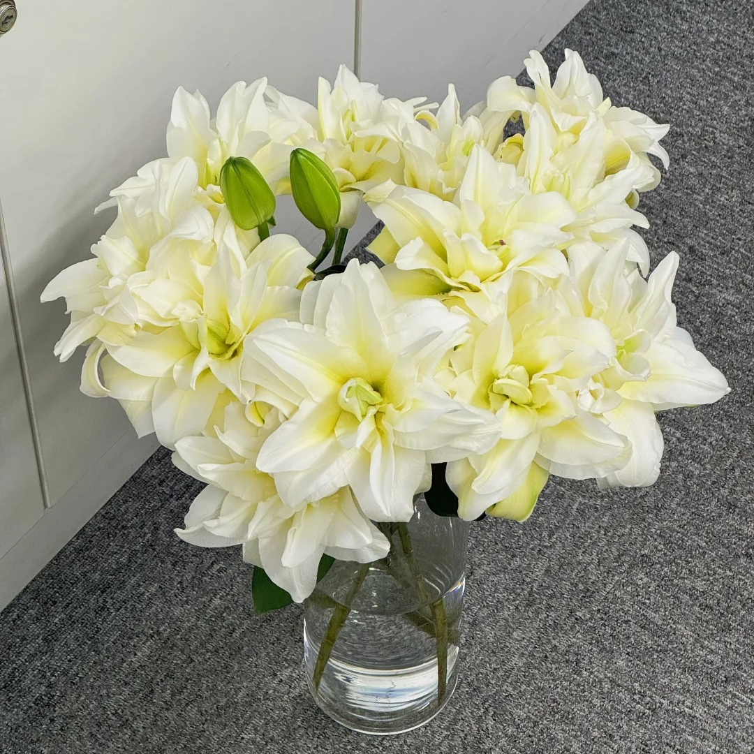 【两个老六】泽塔重瓣香水百合任意2单鲜花包邮 发货后不支持退款