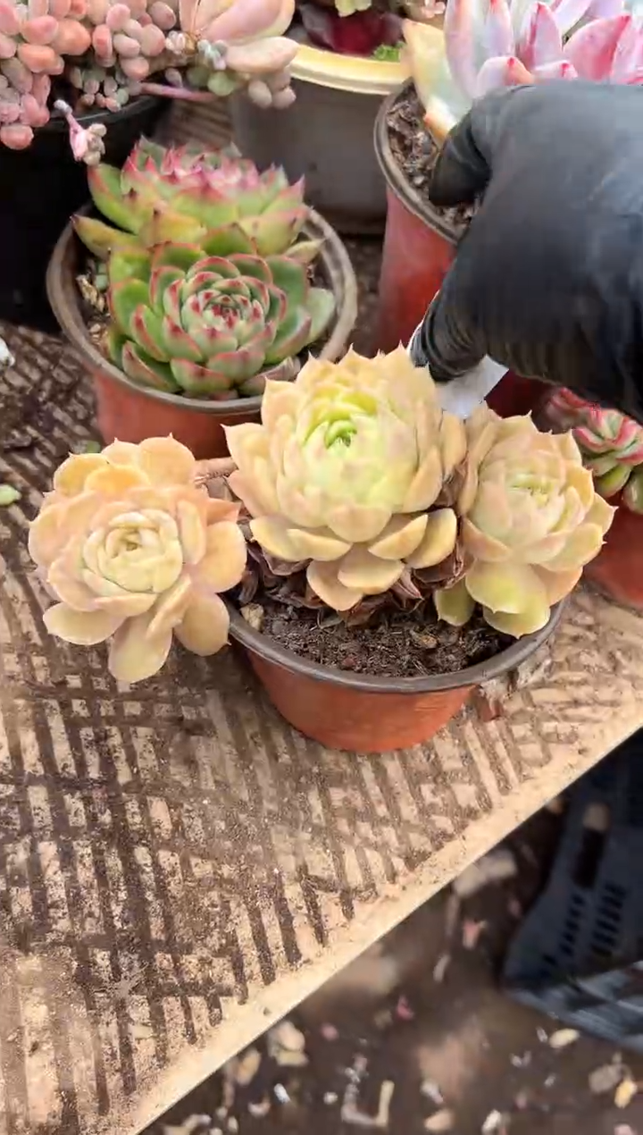 敏*多肉植物一物一拍21217