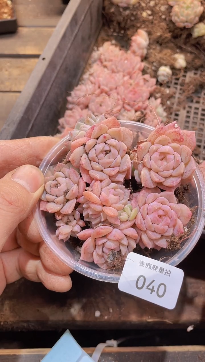 【闪购商品】040玉玺量拍1盒