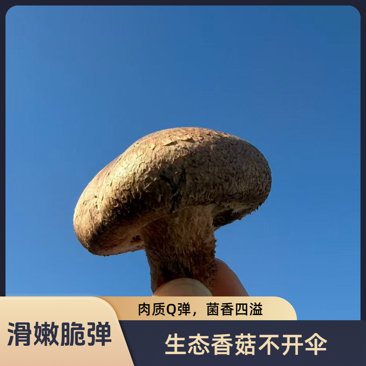 【生态】北京房山生态园区新鲜花菇肉质醇厚Q弾爽滑600g