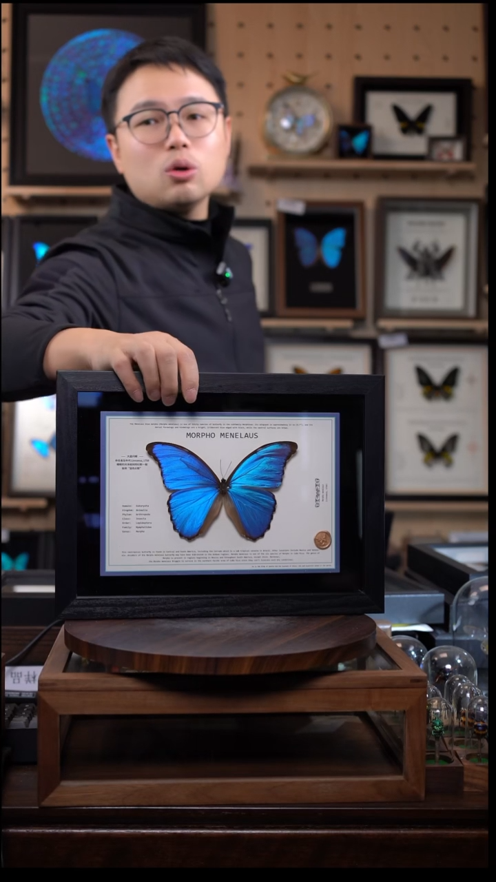 大蓝闪蝶A4设计横版带证书