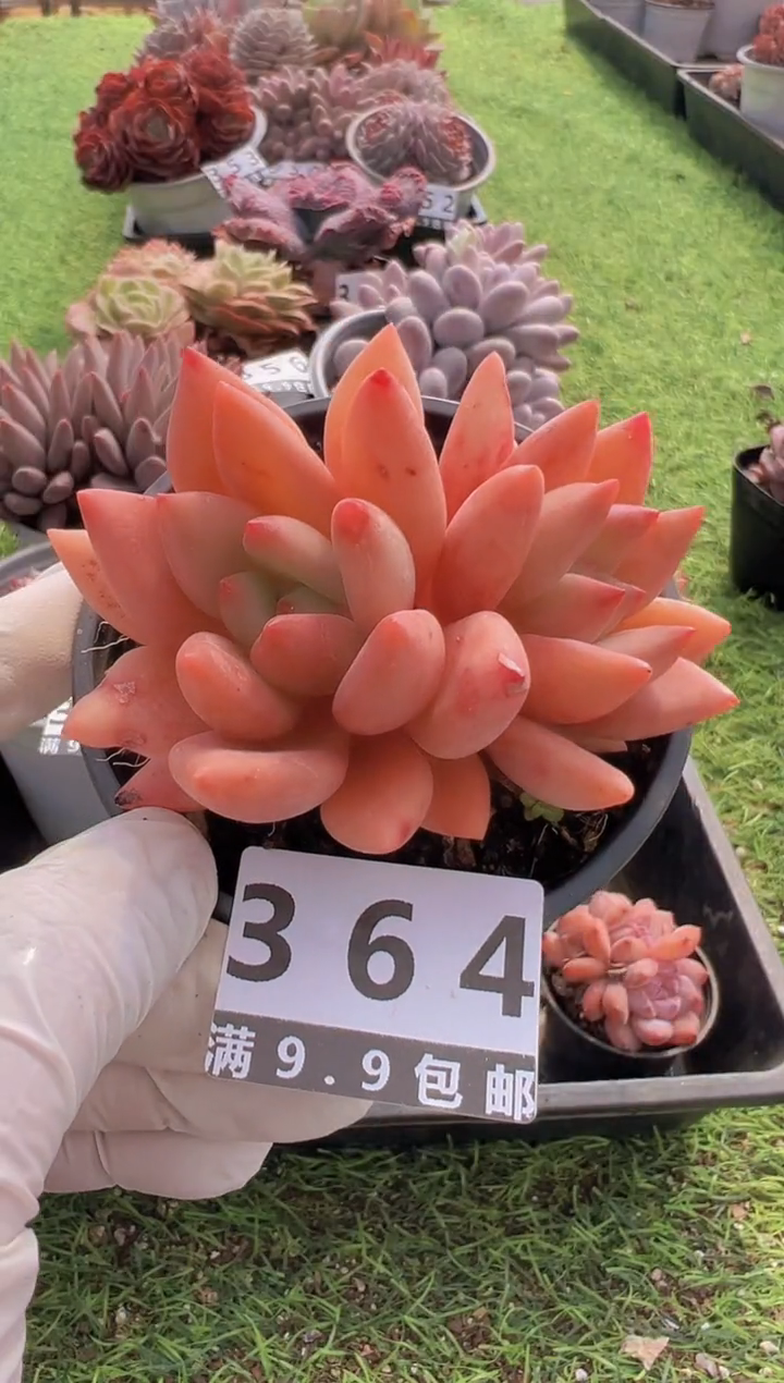 【闪购商品】信福多肉一物一拍