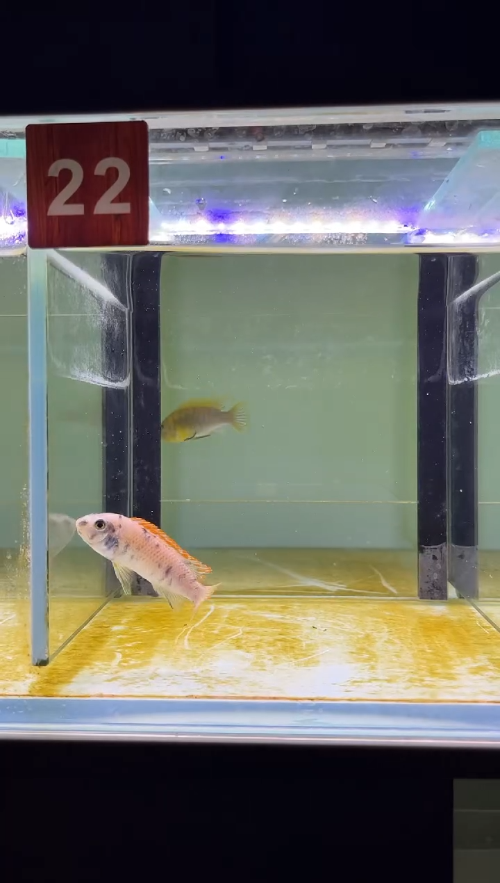 海水三湖慈鲷人工