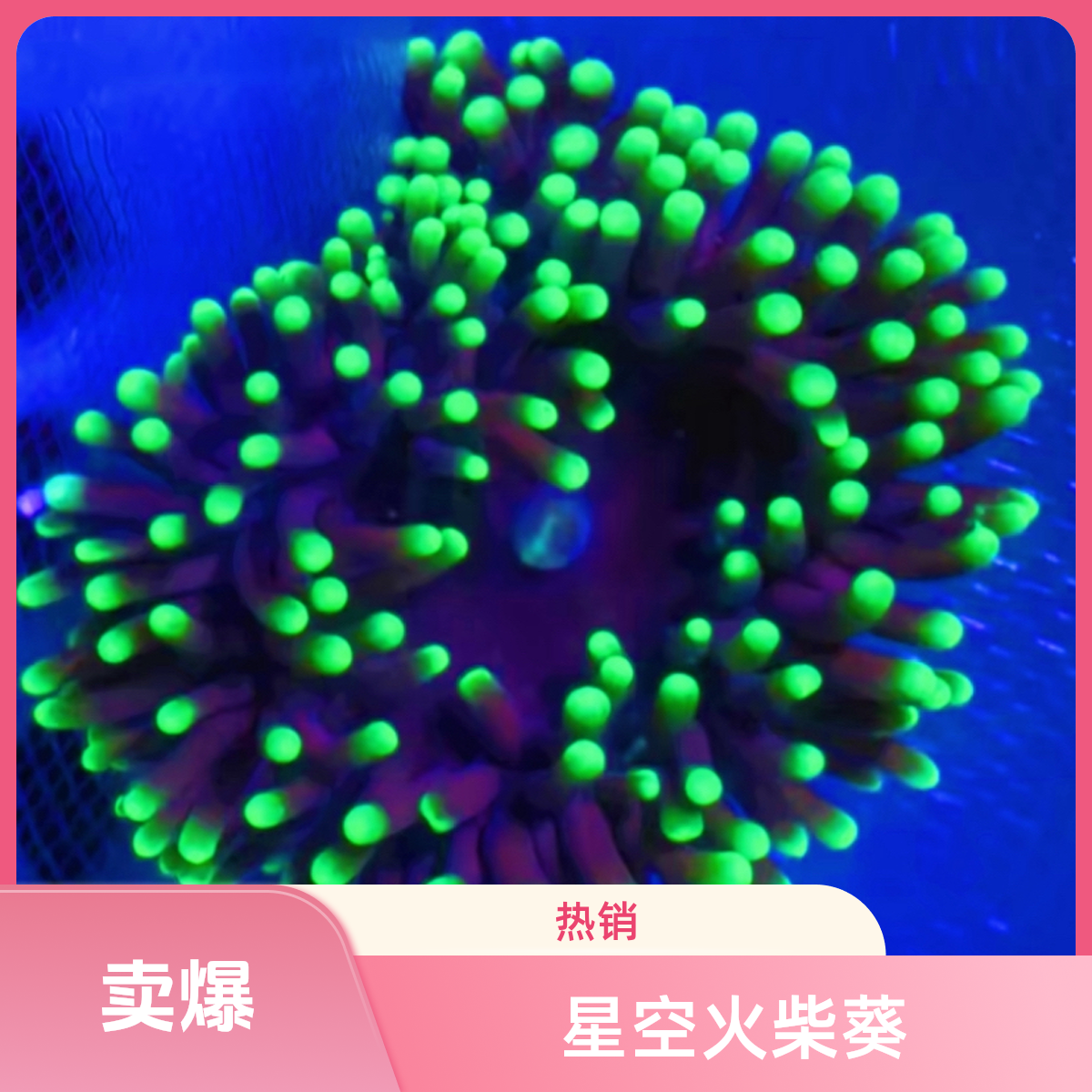 星空荧光火柴头海葵海缸观赏海水鱼缸新手易养海缸造景海葵珊瑚