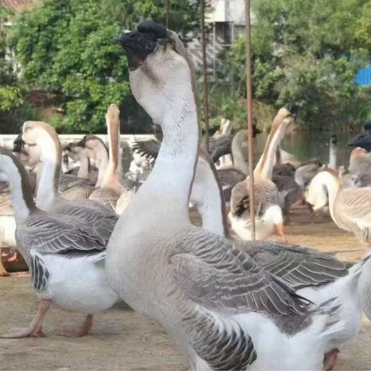 宠物一斤左右普通颜色【狮头】宠物鸭鹅活物活体顺丰发货