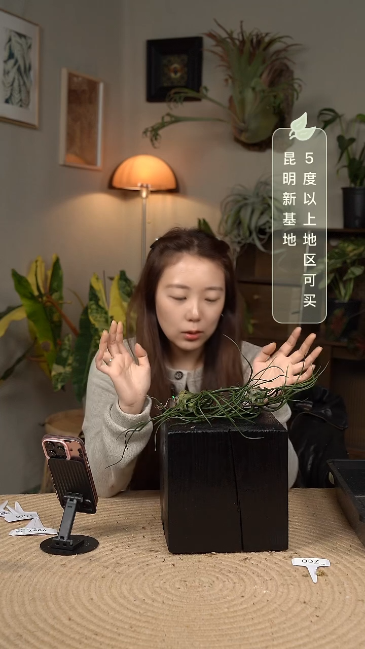 不开花植物空气凤梨-巨型章鱼（随机发货）