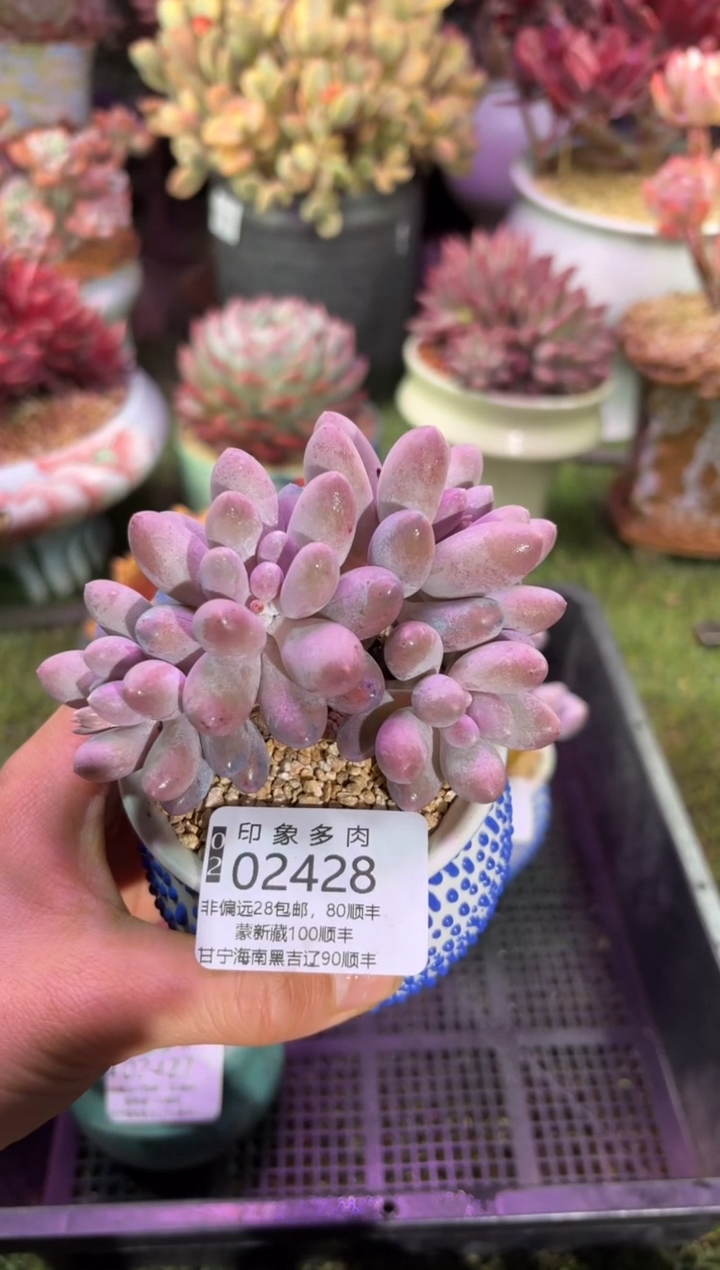 【闪购商品】02428