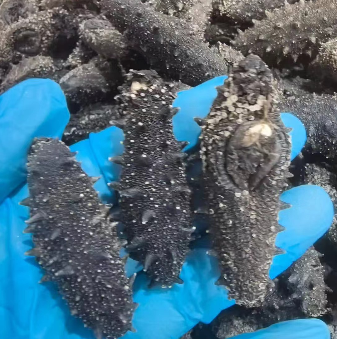 正宗辽参国标纯淡干海参工厂断规格大连海参特价B品500克顺丰包邮