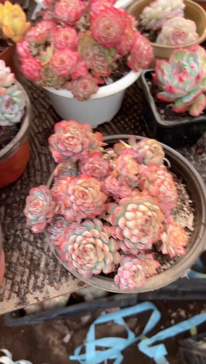 飞*多肉植物一物一拍02502