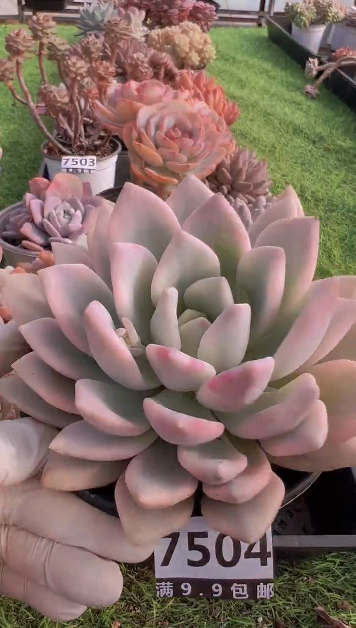 【闪购商品】信福多肉一物一拍