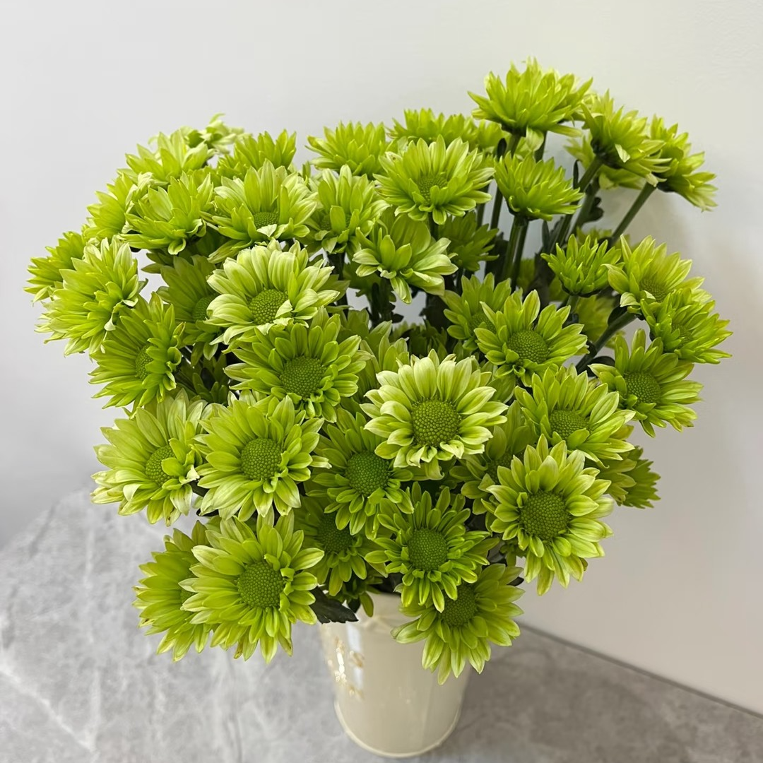 【绿精灵】小雏菊10枝 不支持已发货退款