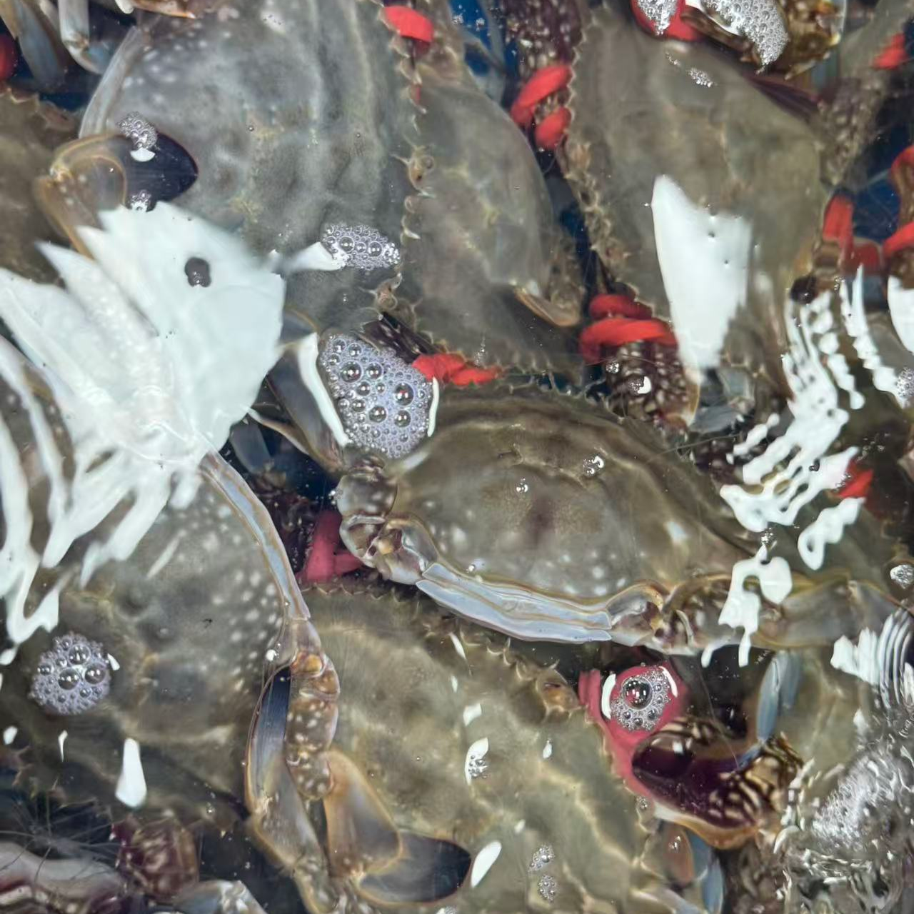 小二母飞蟹每只2.5~3两左右【保鲜不保活】