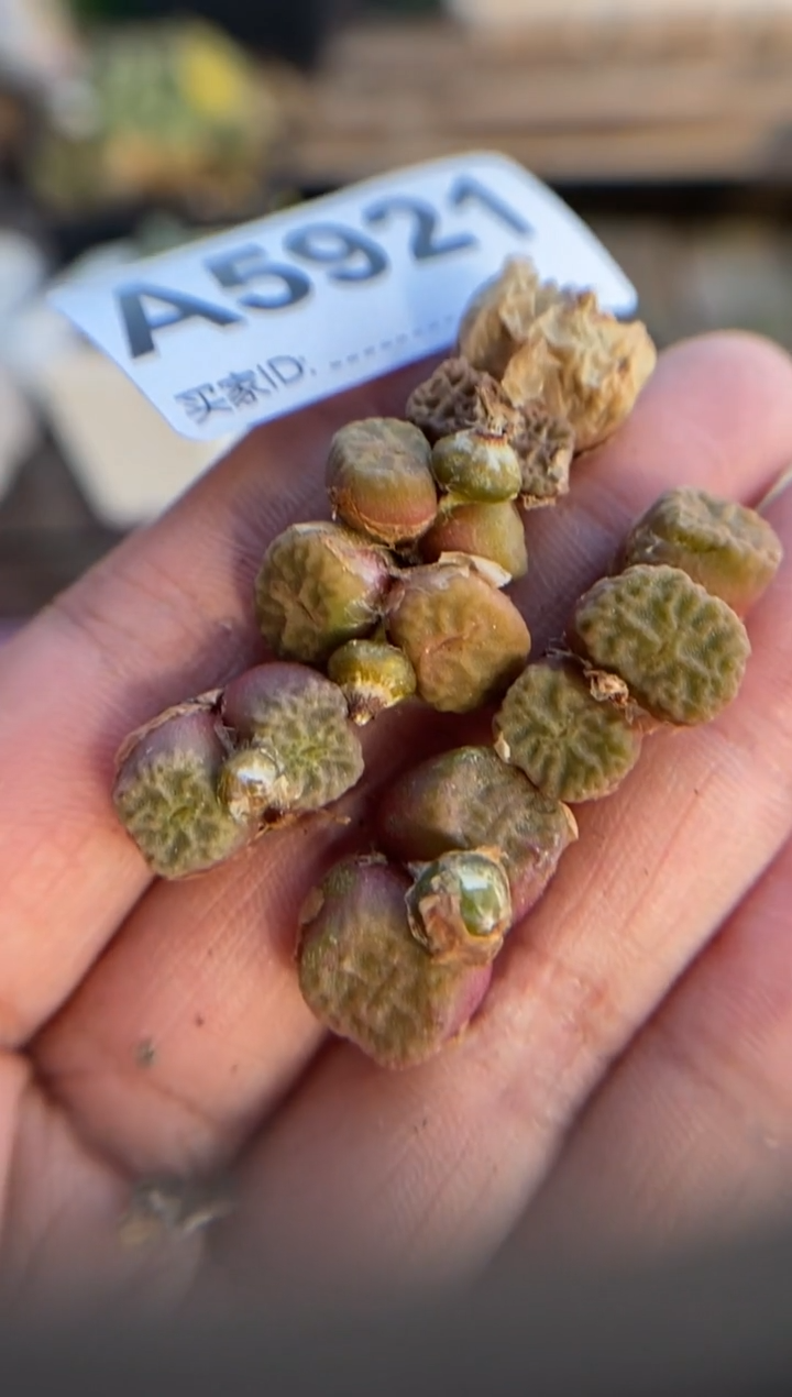 【闪购商品】5921直播一物一拍