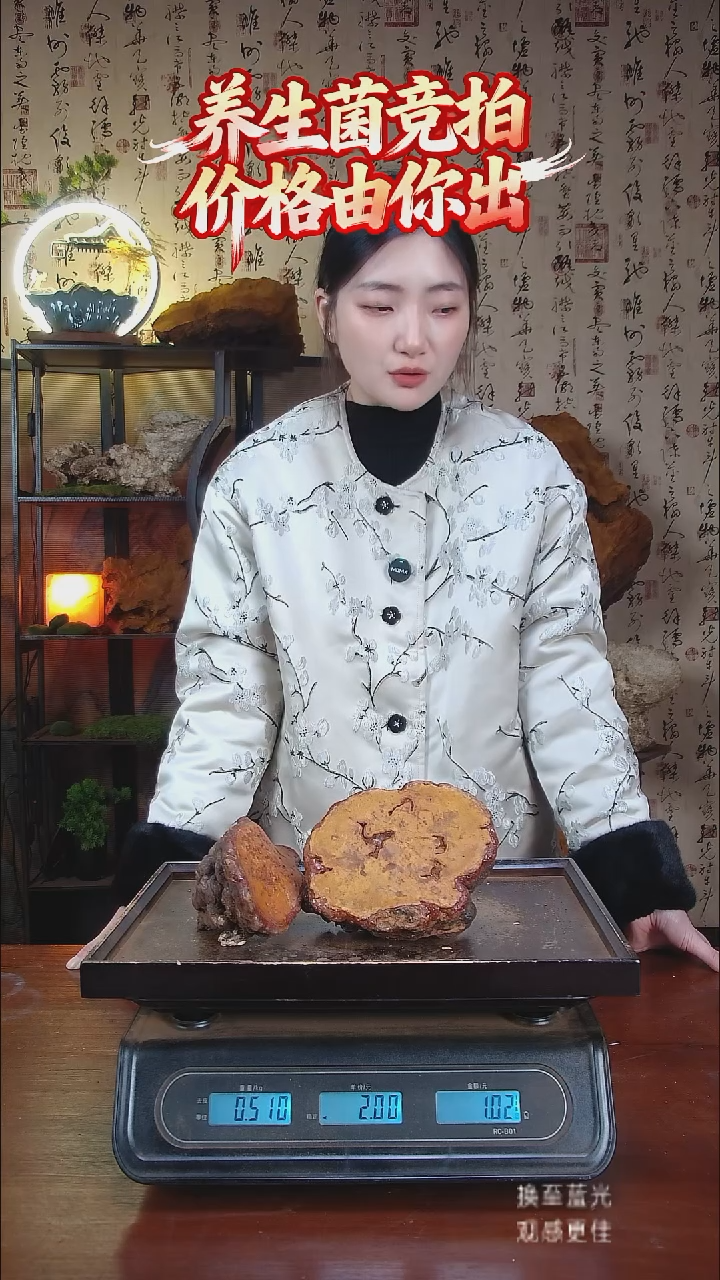 红豆灵芝中国大陆【藏区野生】红豆灵芝（1斤）